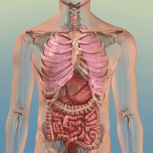 Paquete de terapia con células madre para EPOC del Centro Médico Integra en Nuevo Progreso, México